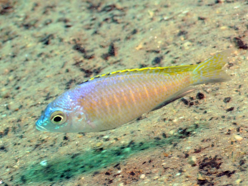 Placidochromis sp. 'blue otter' Tsano Rock